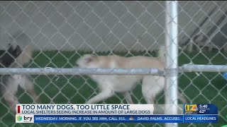 Too many dogs, not enough space