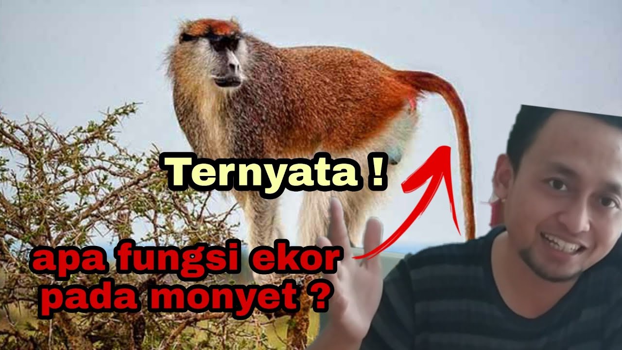 TERNYATA INI FUNGSI EKOR MONYET ! 