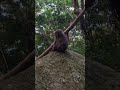 Japanese Teenage Monkeys Invade Camp!