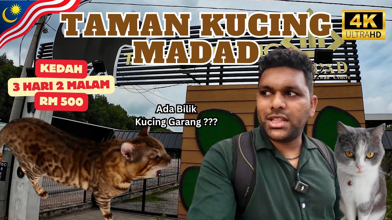 Aku Tengok Banyak Jenis Kucing dekat Taman Kucing MADAD - Kisah Rescue Menarik | Ep: 6 | Kedah 2025