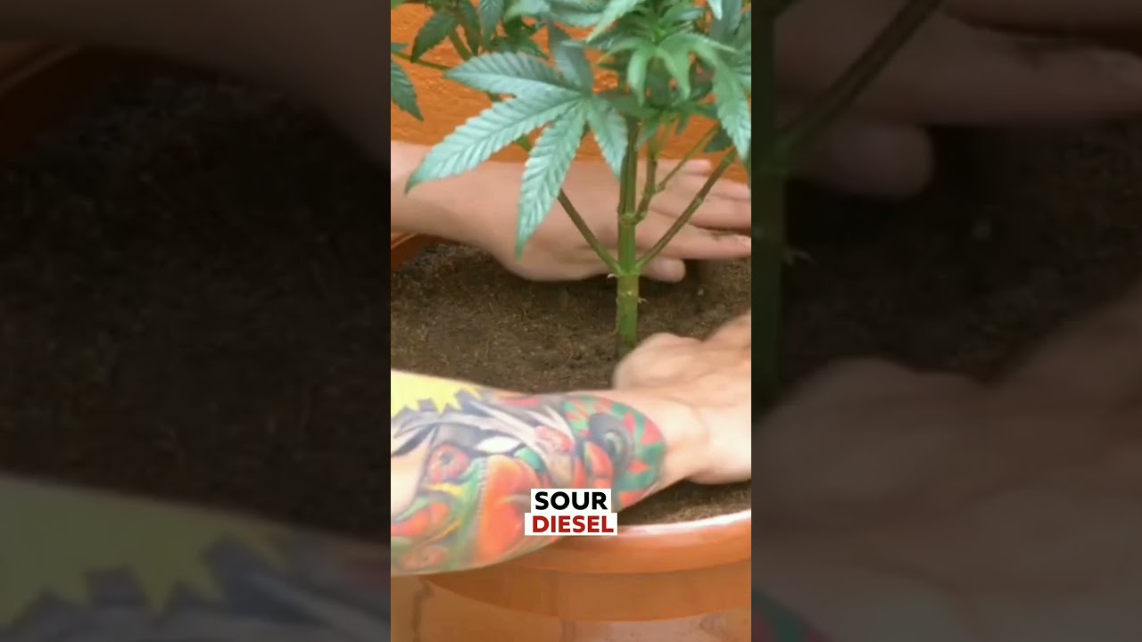 Top 10 Best Weed Strains ! | 10 Jaw Dropping Facts 