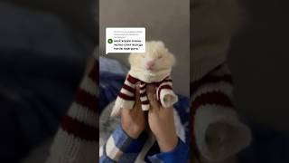 #хорек #жизнь #pets #ferret #куница