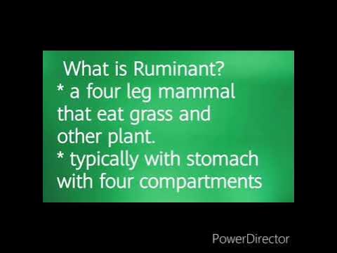 List of Ruminant animals - YouTube