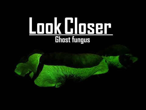 Fungi foray - Ghost fungus