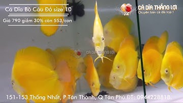 Cá Dĩa VÀNG CHANH | Cá Dĩa Thắng Lợi | Discus fish vietnam