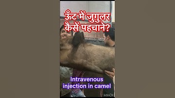 Intravenous injection in camel l dr Umar khan