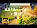 Walking through vineyards in Alsace, France. 4K, with relaxing meditative music. DJI Osmo