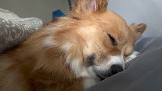 Sleeping Corgi Closeup