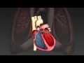 The cardiac cycle