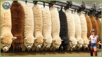Massive Alpaca Wool Processing - How Millions of Alpacas Are Raised  For Premium Fleece