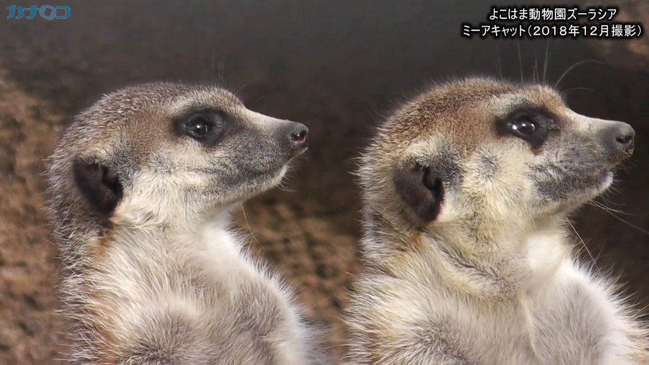 視線の先にあるものは ミーアキャット よこはま動物園ズーラシア 神奈川新聞 カナロコ Youtube