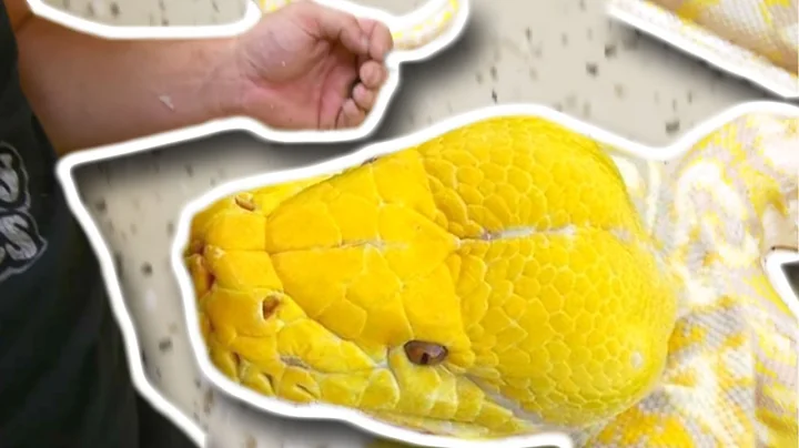 17 FOOT GIANT SNAKE GOT LOOSE AGAIN!!! | BRIAN BARCZYK