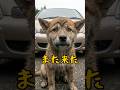二度捨てられた子犬、それでも追いかけてきた