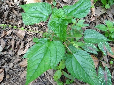 plant itching irritation cause parviflora urtica