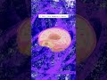 Sketch artist draws a pink sprinkle donut on procreate