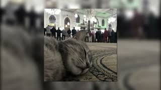 Halal Beats - wonder where you are ( vocal only ) - ( halal nasheed ) - someone told me wonder where