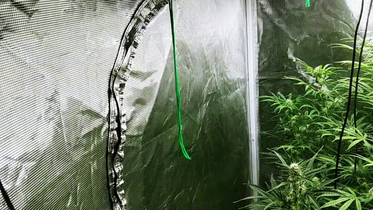 Mars Hydro Cup Volume 6