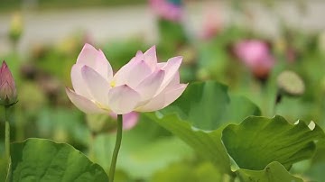 تلاوة بصوت حسن منسي من سورة يونس الآيات  (90-109) ومن سورة هود (1‐5)