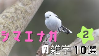 シマエナガの雑学10選【２】 by シンプル雑学 3,025 views 6 months ago 2 minutes, 24 seconds