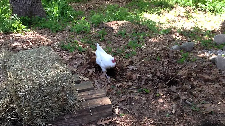 Meet Our Chickens