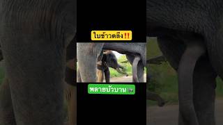 ช้างใบข้าวถึงกับตลึง‼️เมื่อเจอสิ่งนี้ใต้ท้องบัวบาน😱🐘 #ช้าง #elephant #india #viral #viralvideo