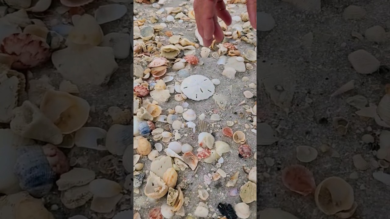 Looking for seashells. Florida islands have the best seashells