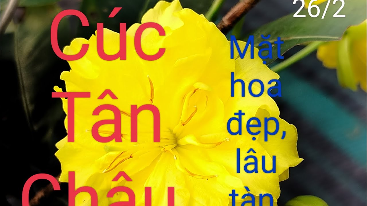 Cúc Tân Châu, mặt hoa đẹp, lâu tàn, dễ chơi, Sđt 0928184527, ngày 26/2.