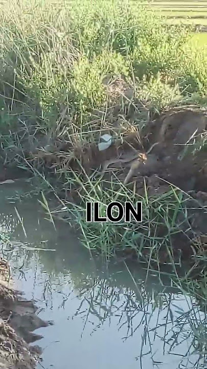 ILON