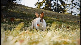 Sweet rabbit // Cute rabbit