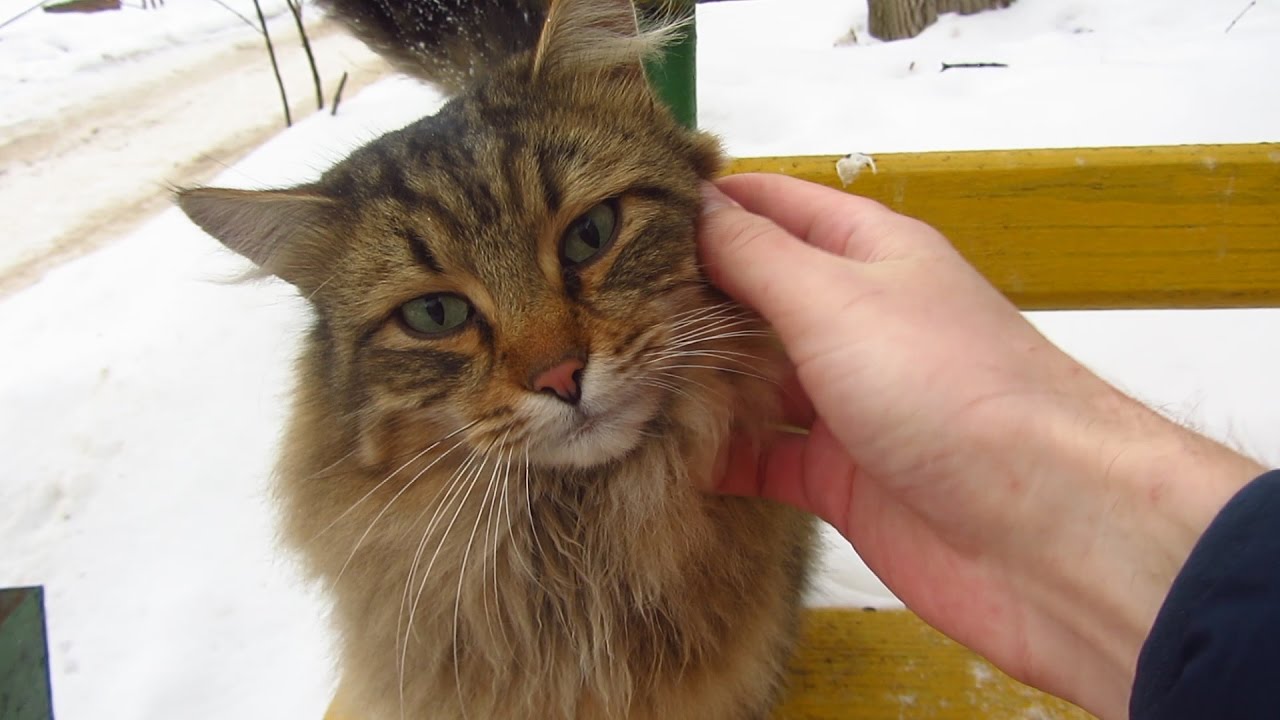 robin seplut wikipedia Cute cat is sitting on the bench again