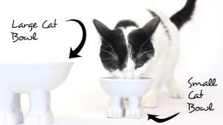 Funky Pet Bowls at Bed, Bath and Beyond by Dylan Kendall Home