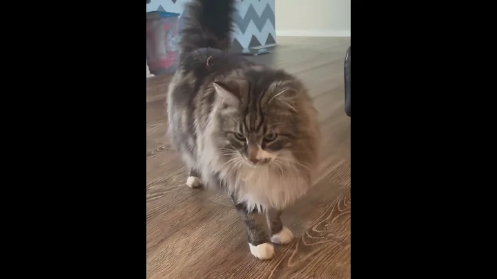 Watch the video about Wallace walk it @HollysJoys #wallace #cutecat #catlover #mainecoon #catvideos #catshorts #cat