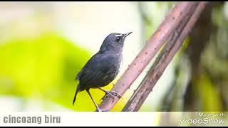 Burung cingcoang gacor di alam liar