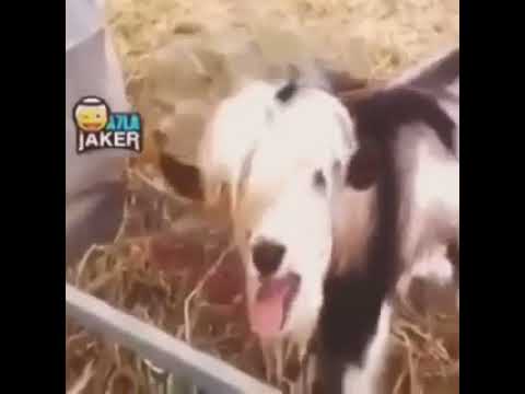 best-short-funny-video-ever