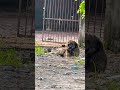 #yt #viral #comedy #punjab #haryana #dog #dogfunnyvideos #puppy #pitbull #funny #trending #streetdog