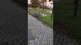 Portugal, Leiria, Marinha Grande....