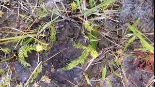 10 months in the life of a Marsh Clubmoss