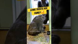 Genki's Baby Meets His Family Up Close💞
