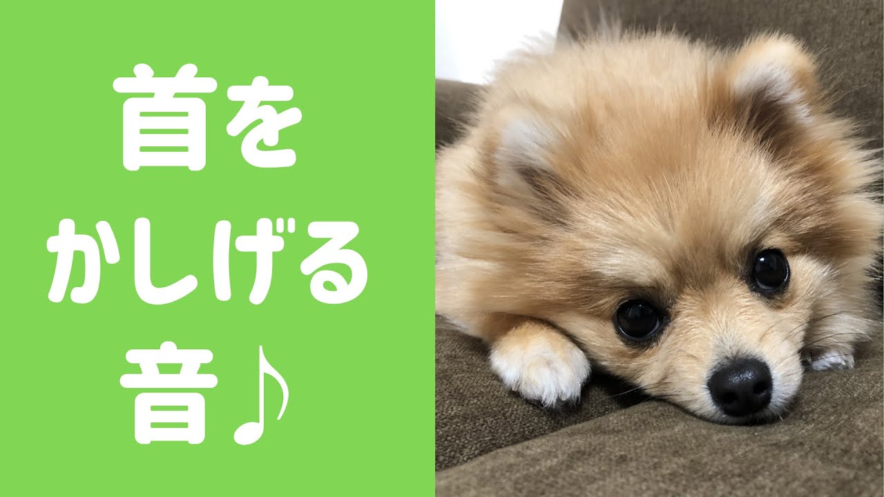 ポメラニアン 犬が首をかしげる音を聞かせてみた Youtube