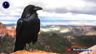 Reflexion - El cuervo infeliz - Mente Abierta Tv - cuentos para reflexionar
