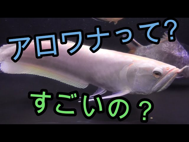 アロワナについて語ります【アジア,熱帯魚,アクアリウム,古代魚