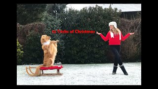 12 TRICKS OF CHRISTMAS  Dogdancing Holiday Special with Indy the Hovawart