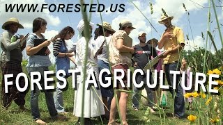 The World Needs Forest Agriculture by Forested 397 views 8 years ago 2 minutes, 39 seconds
