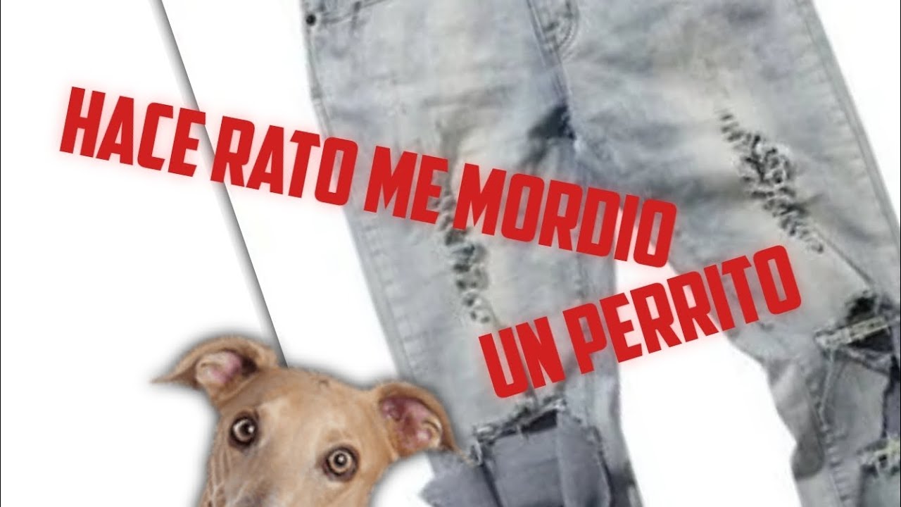 HACE RATO ME MORDIO UN PERRITO #music #dog - YouTube