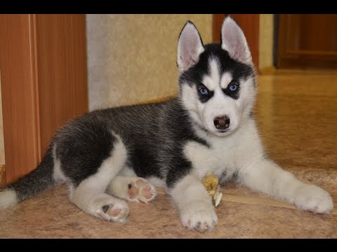 Видео: Хаски и реакция детей на появление щенка дома