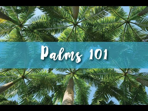 Video: Péče o palmy Florida Thatch: Pěstování palmy Florida Thatch Palms