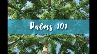 Palms 101 Part 1.