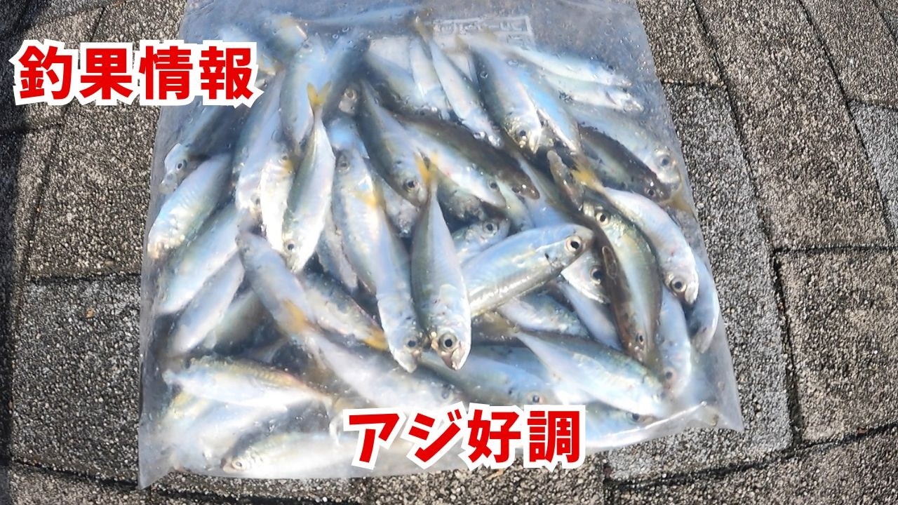 Fishing Report: Horse Mackerel, Sea Bass (Japanese Sea Bass