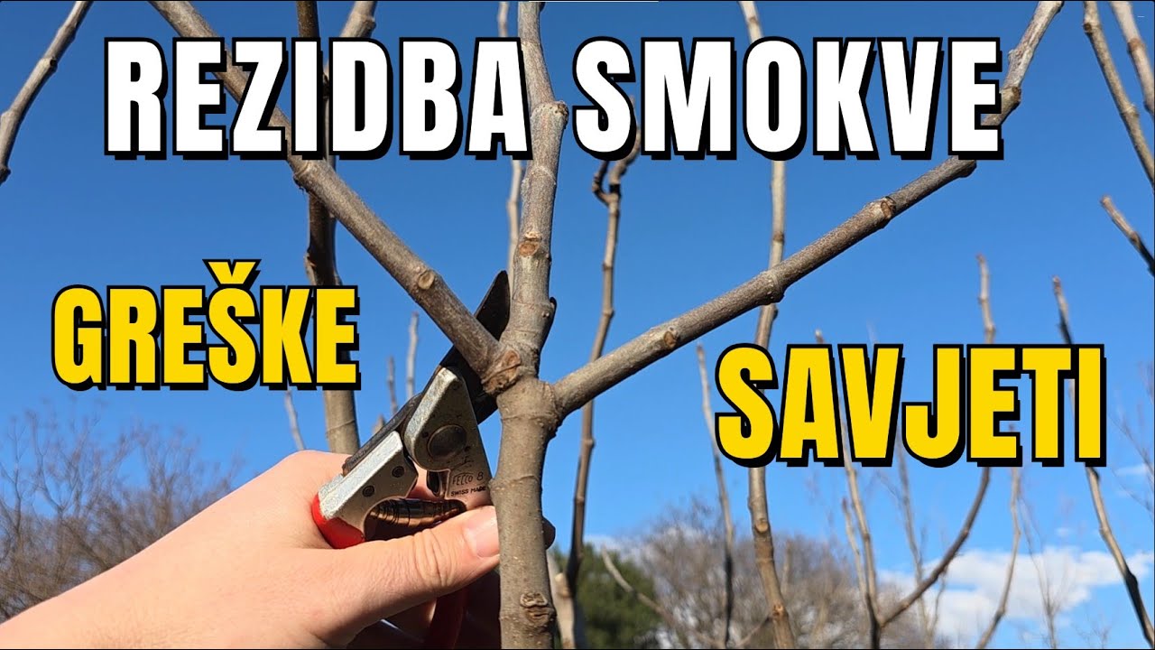 Pravilna rezidba SMOKVE - 2 roda za cijelu sezonu!