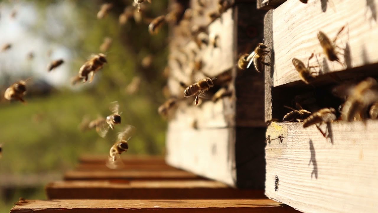 1 Stunde Bienengeräusche - Entspannung am Bienenstock - YouTube
